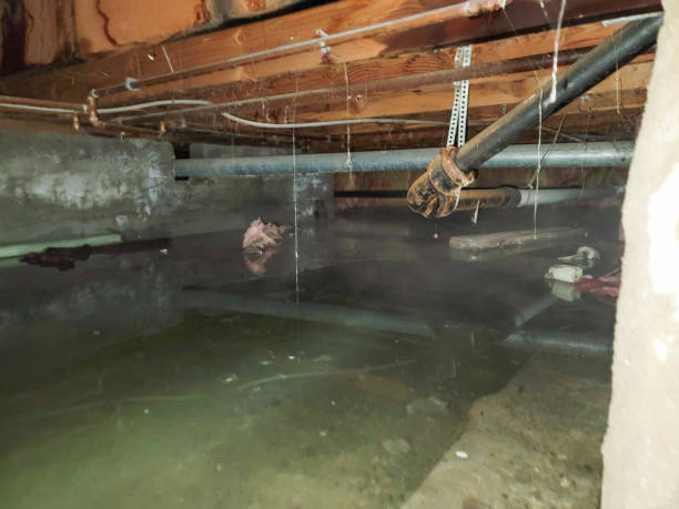 Best Carpet water damage restoration  in Milford, DE