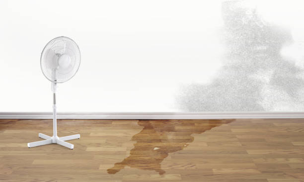 Best Basement water damage restoration  in Milford, DE